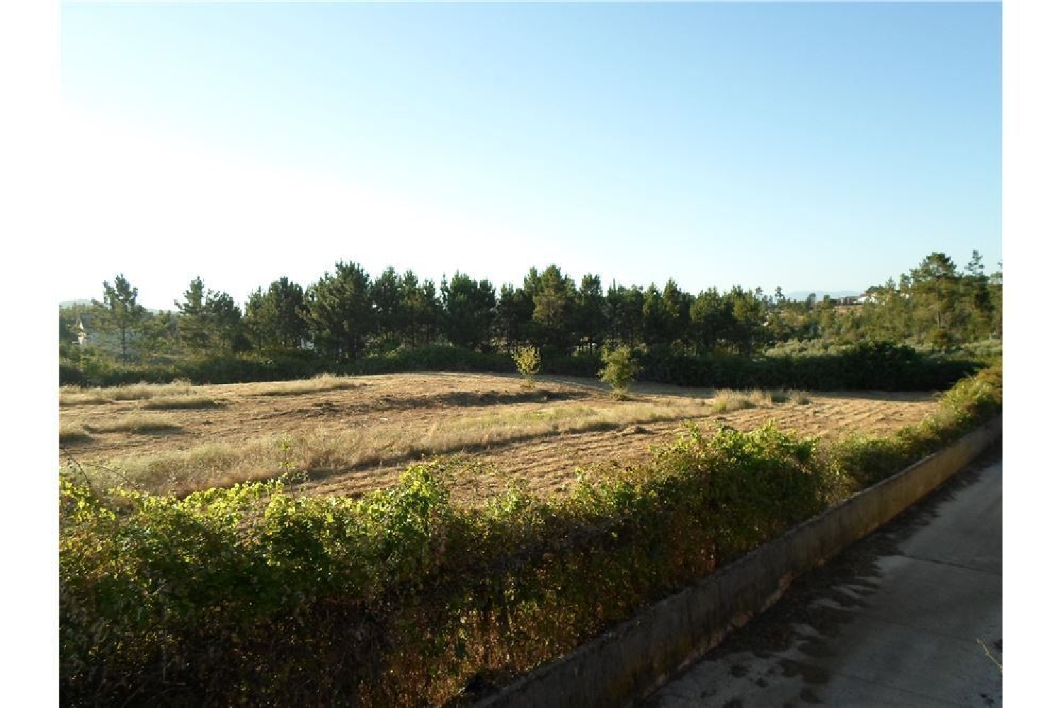 à vendre terrain Cernache do Bonjardim Sertã 3