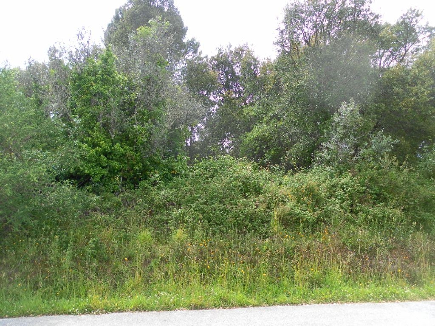 te koop terrein Cernache do Bonjardim Sertã 3