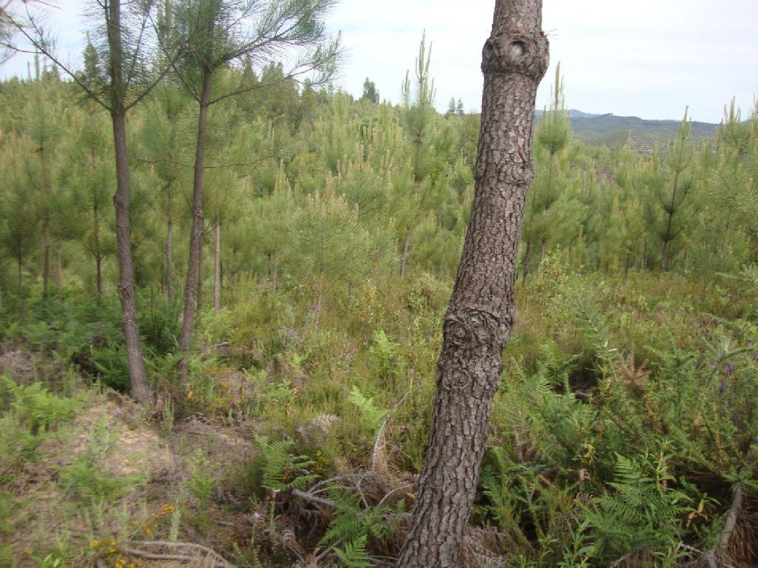 à vendre terrain Cernache do Bonjardim Sertã 3