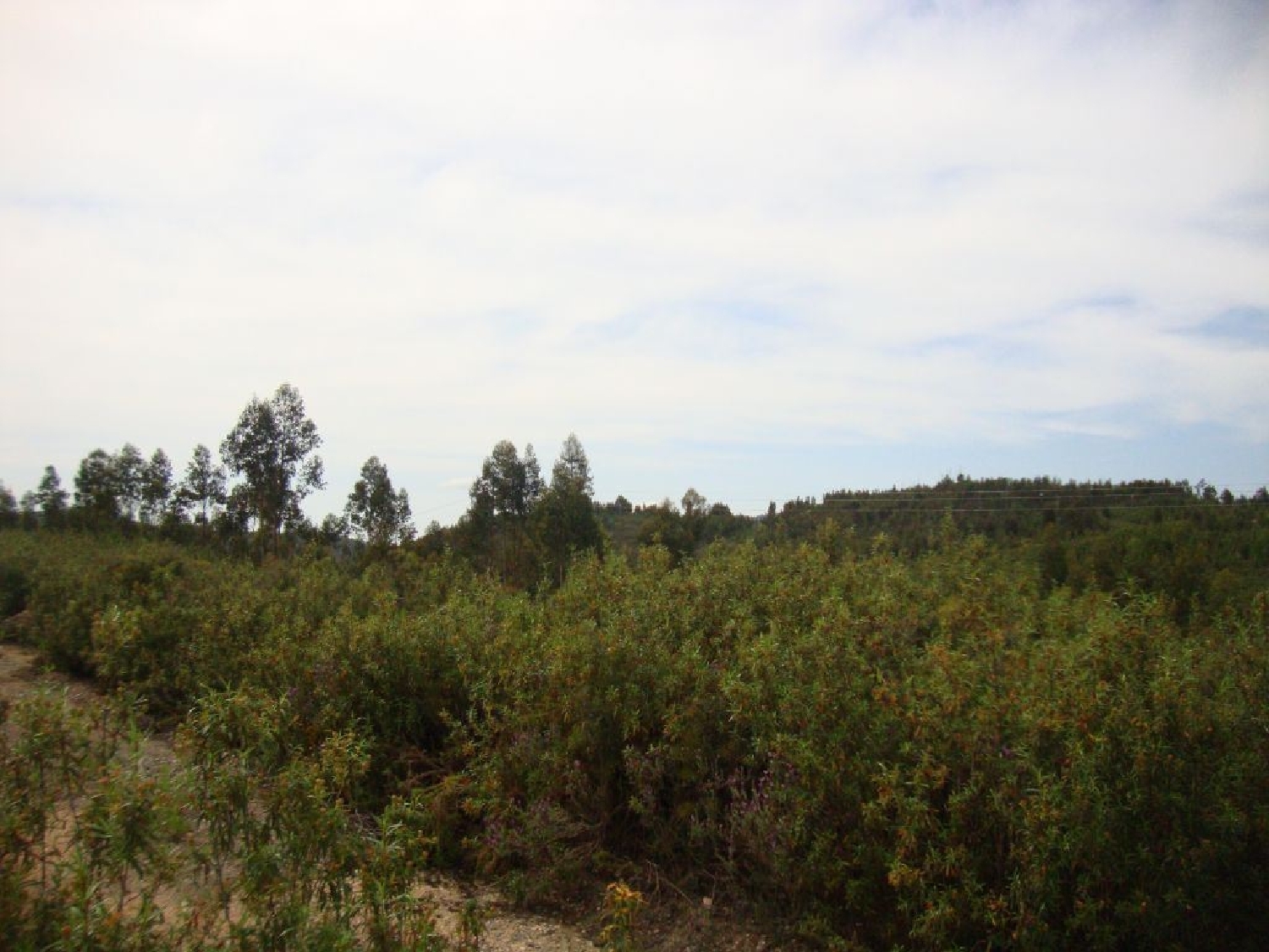  à vendre terrain Cernache do Bonjardim Sertã 1