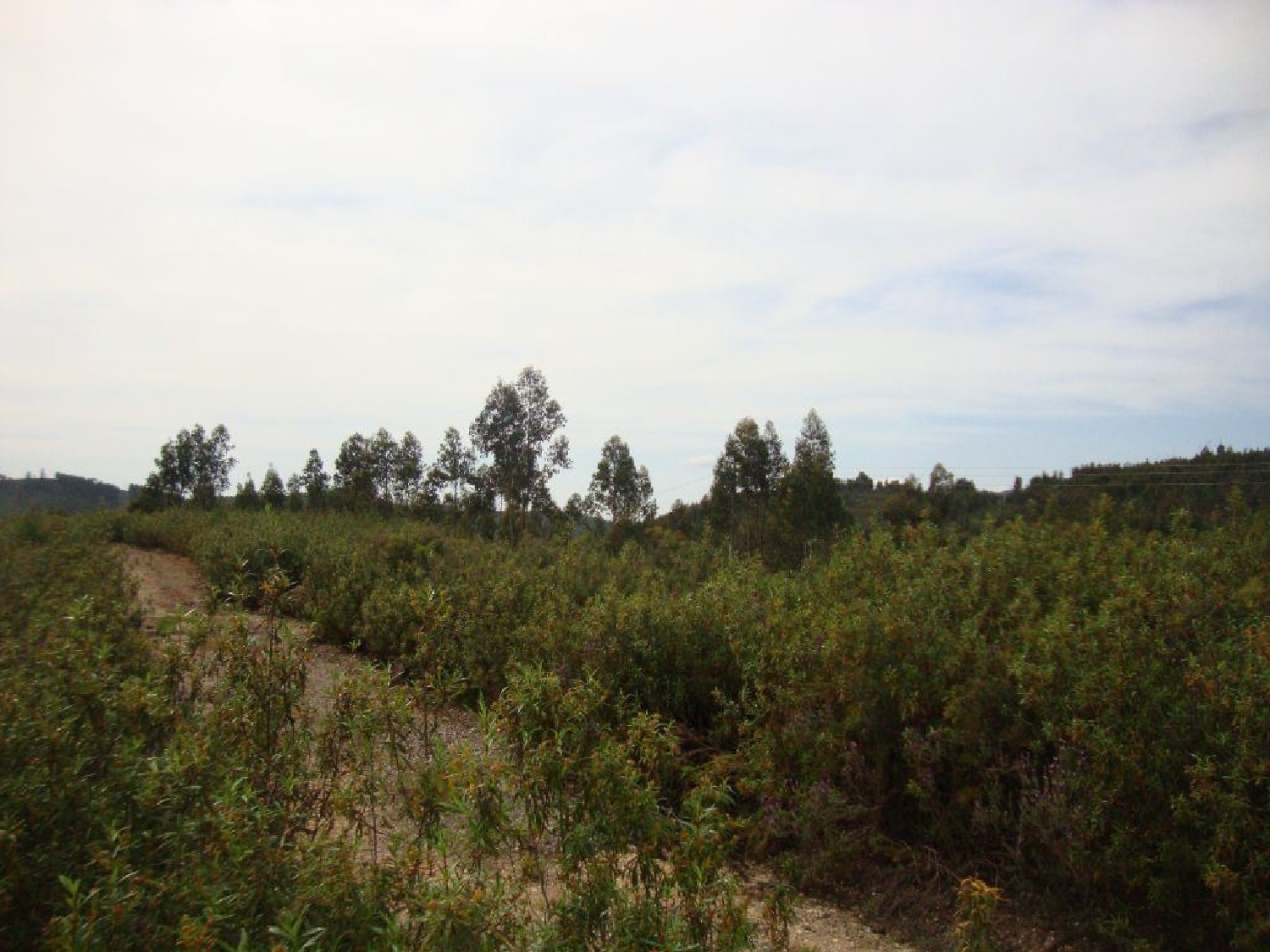 à vendre terrain Cernache do Bonjardim Sertã 2