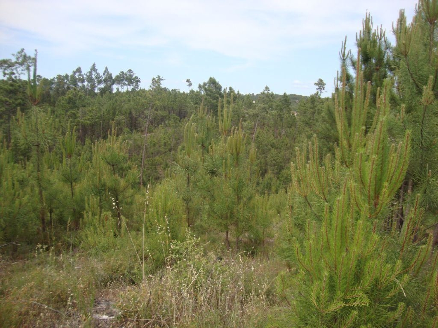  à vendre terrain Cernache do Bonjardim Sertã 1