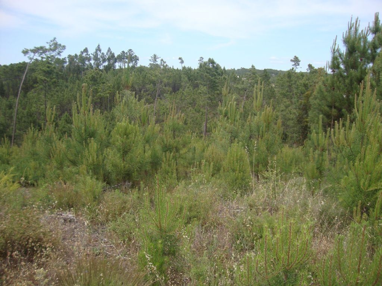 à vendre terrain Cernache do Bonjardim Sertã 2