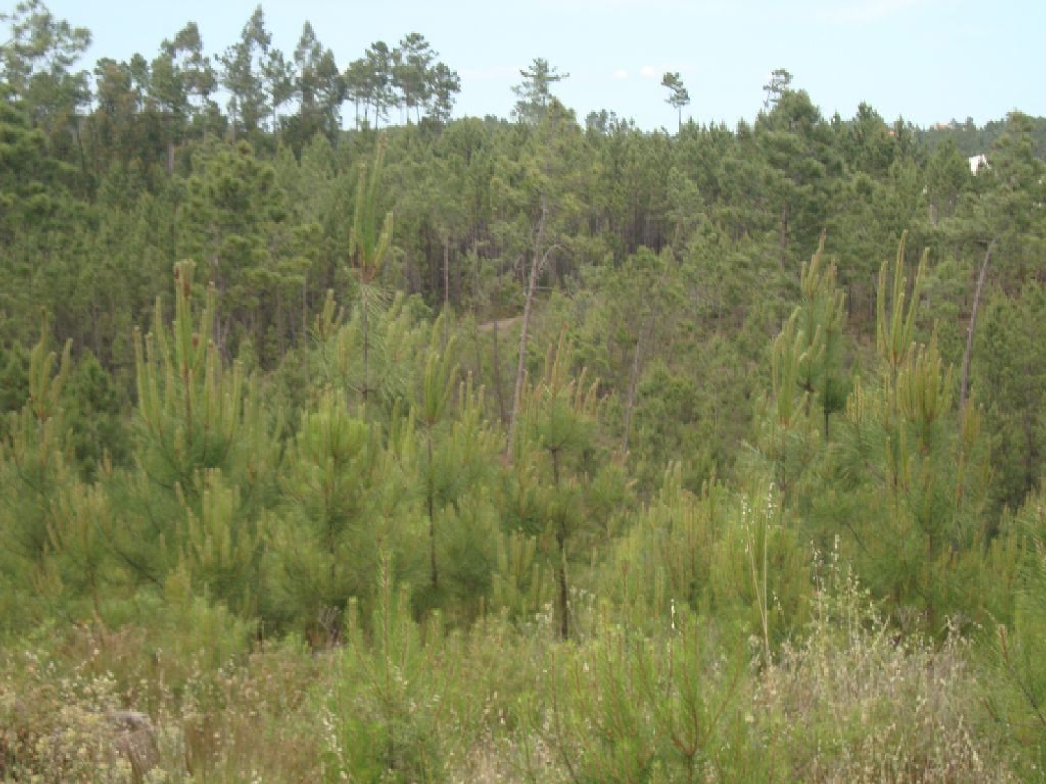 à vendre terrain Cernache do Bonjardim Sertã 3