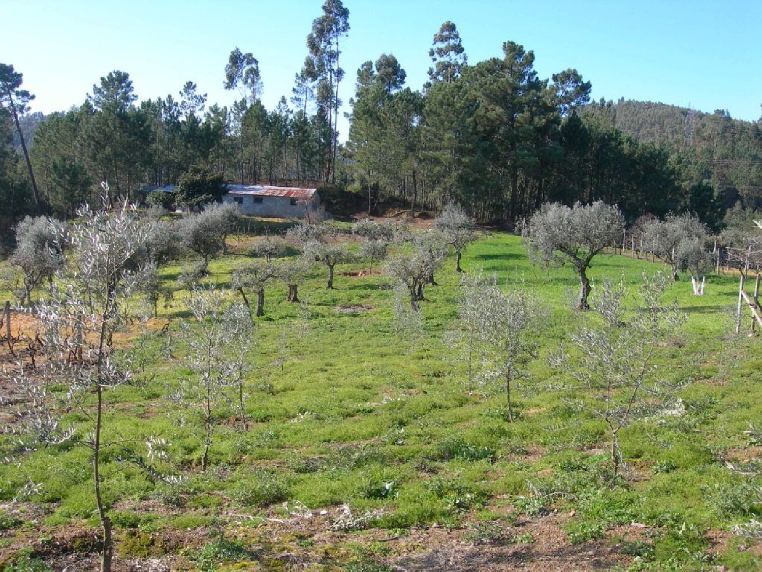  à vendre terrain Cernache do Bonjardim Sertã 1
