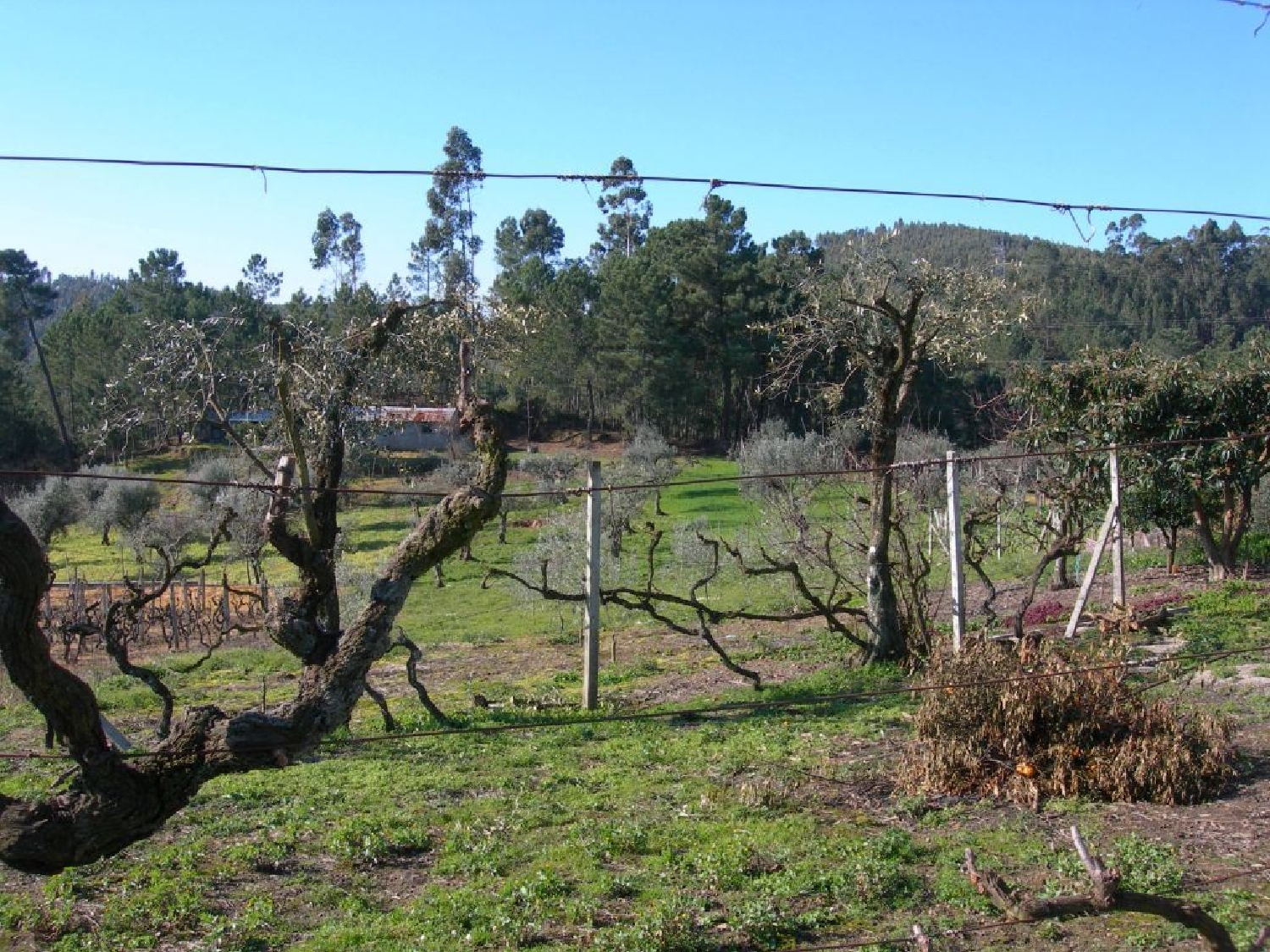 à vendre terrain Cernache do Bonjardim Sertã 2
