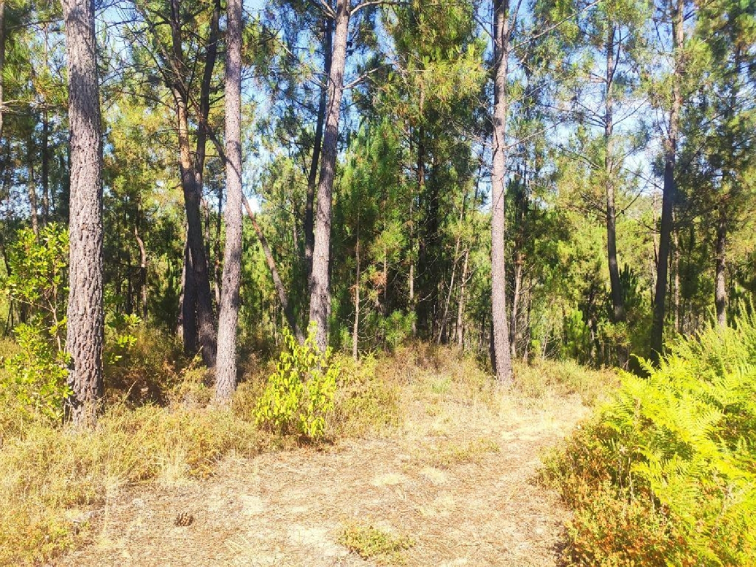  à vendre terrain Cernache do Bonjardim Sertã 1