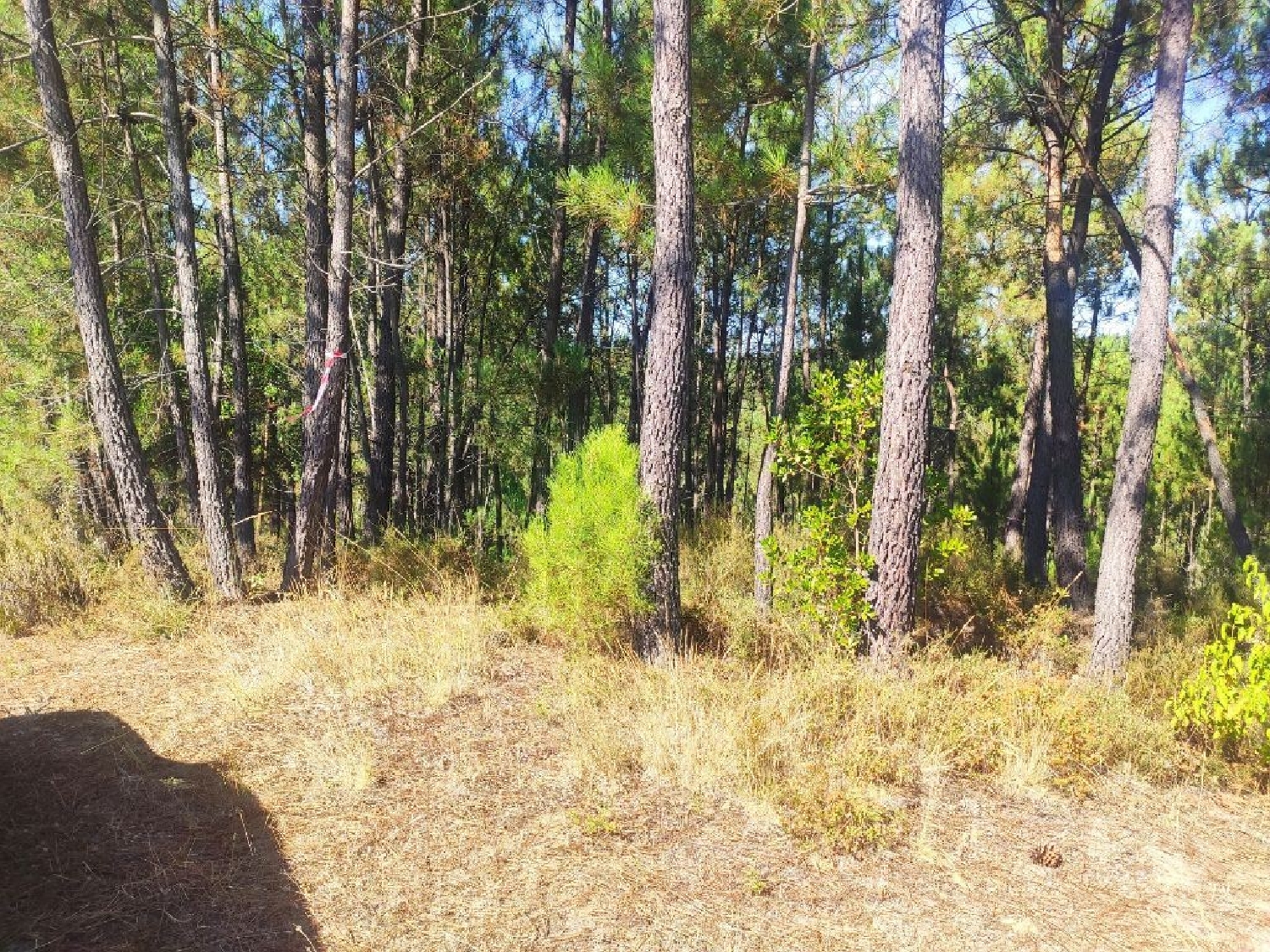 à vendre terrain Cernache do Bonjardim Sertã 2