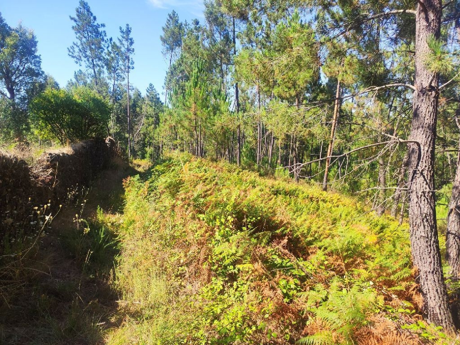 à vendre terrain Cernache do Bonjardim Sertã 3