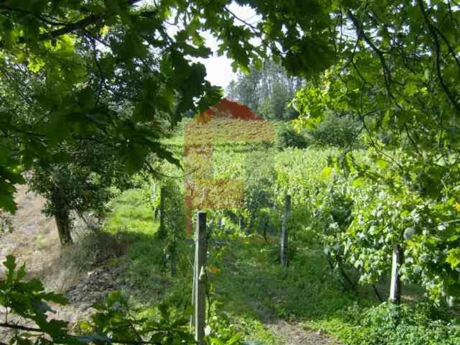  à vendre terrain Coucieiro Vila Verde 1