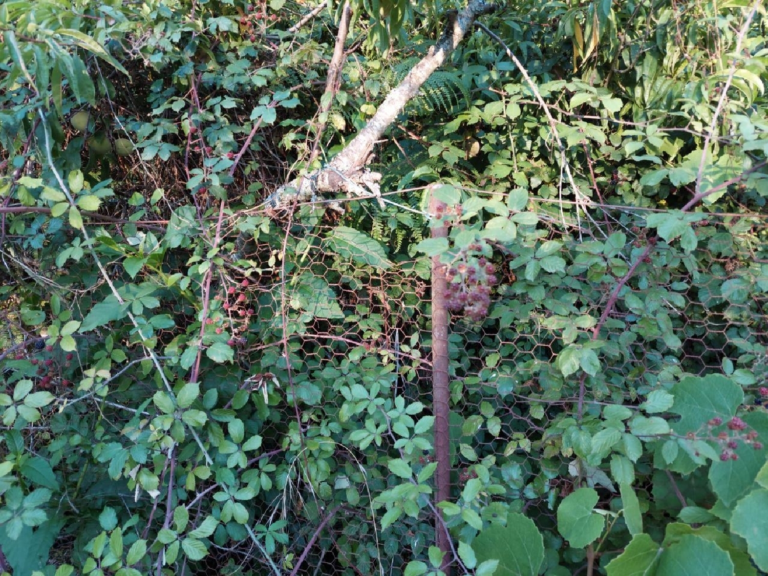 à vendre terrain Crestuma Vila Nova De Gaia 3