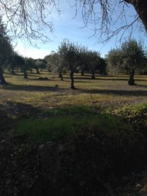 Elvas Elvas terrein foto 324532