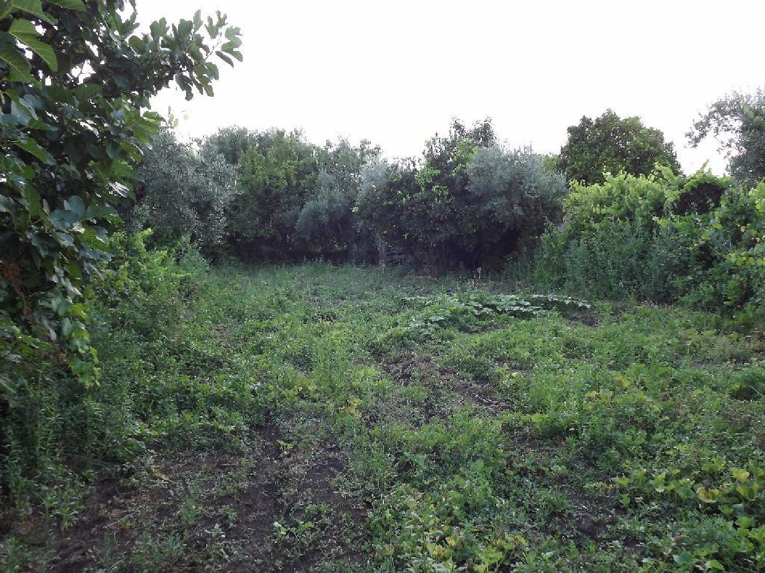 te koop terrein Escalos de Cima Castelo Branco 3