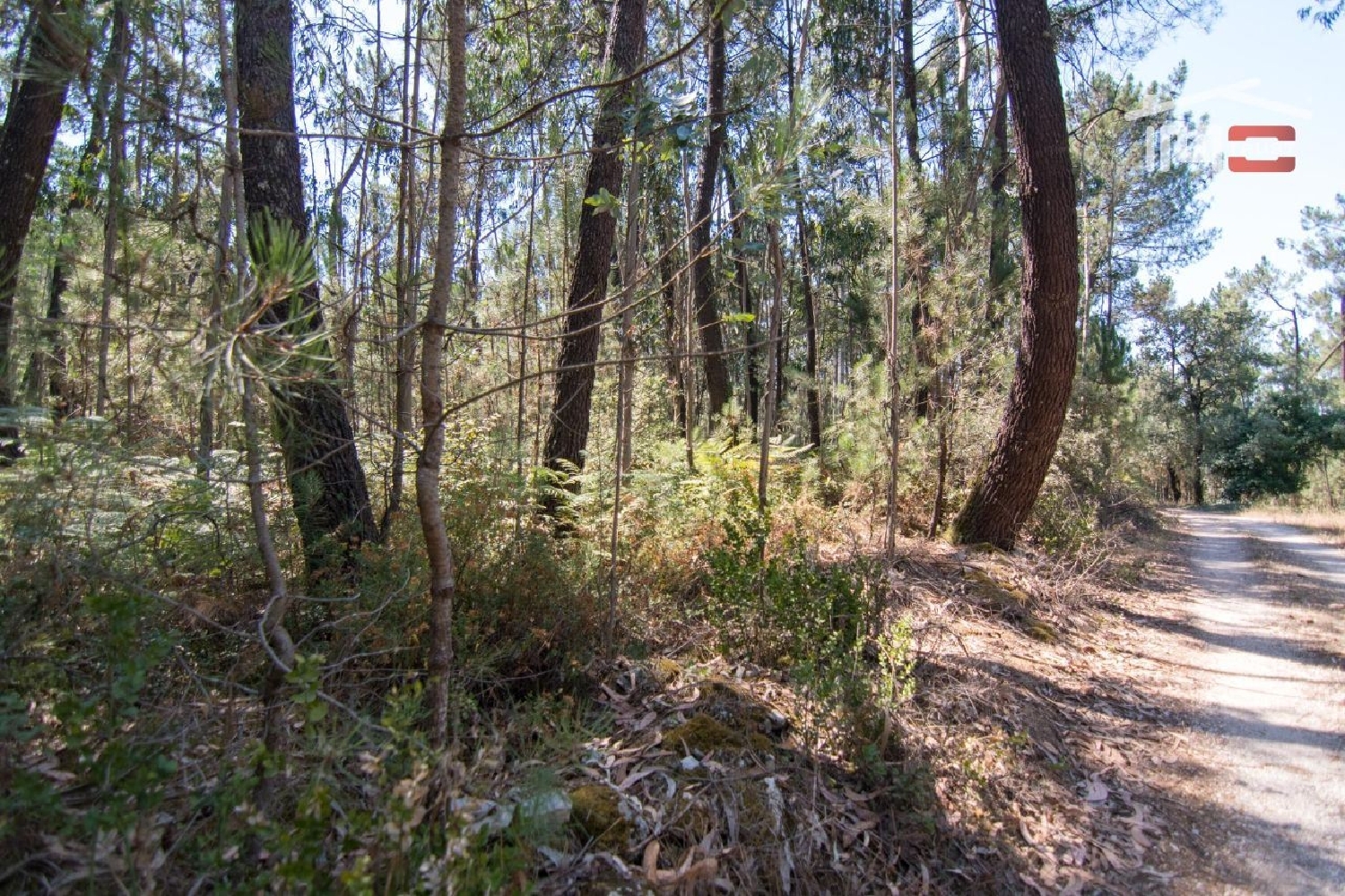 à vendre terrain Faniqueira Batalha 2