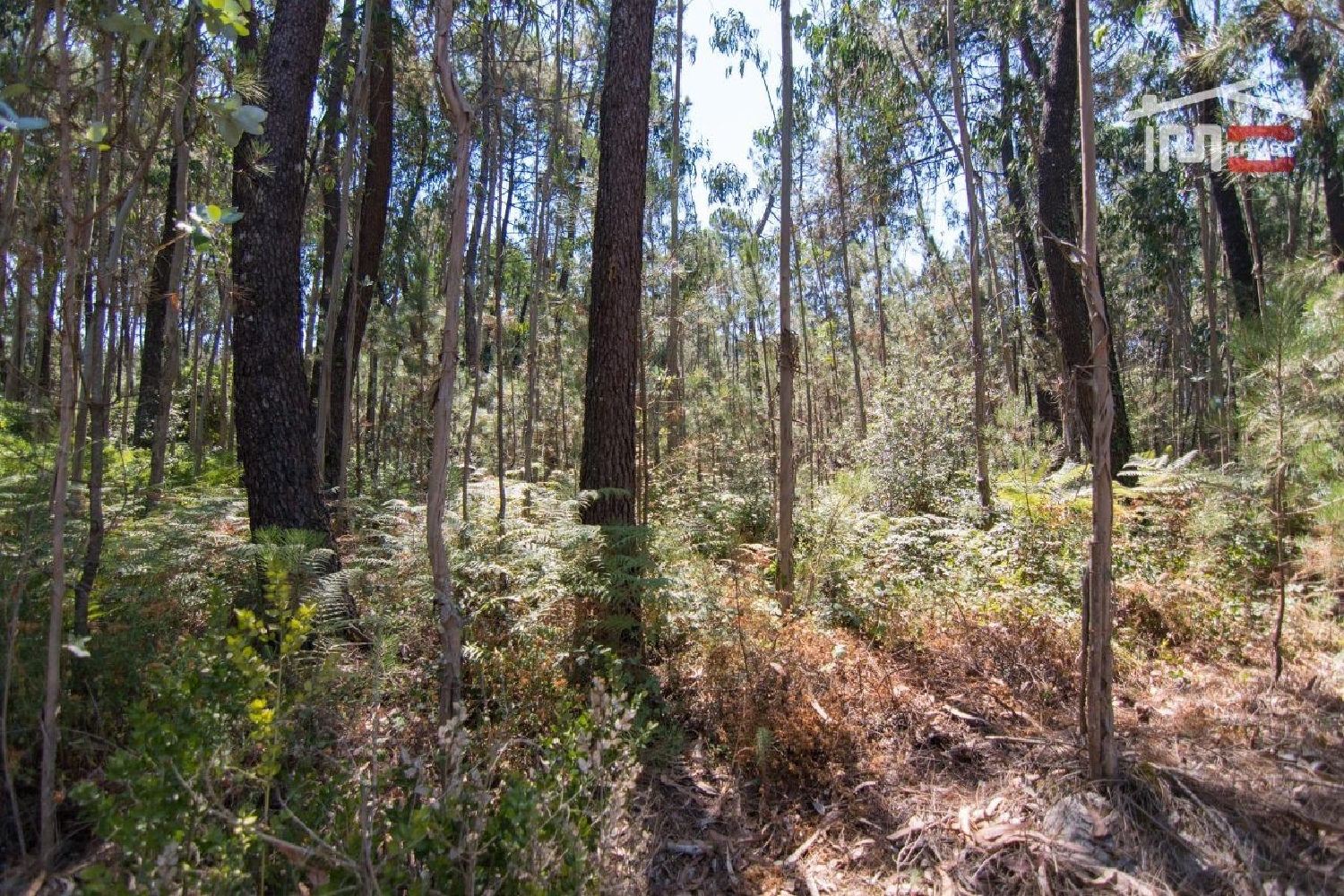 à vendre terrain Faniqueira Batalha 3