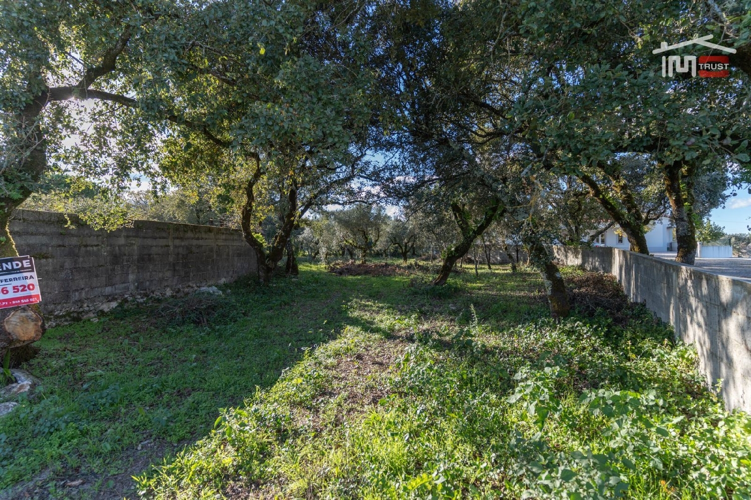 for sale terrain Fátima Ourém 3