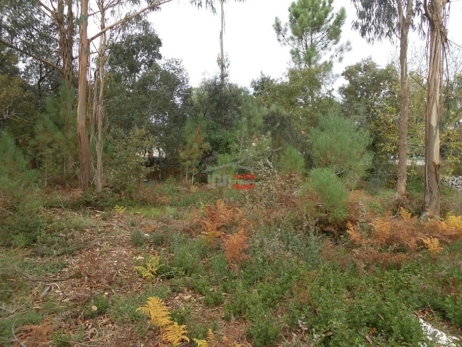  te koop terrein Fátima Ourém 3