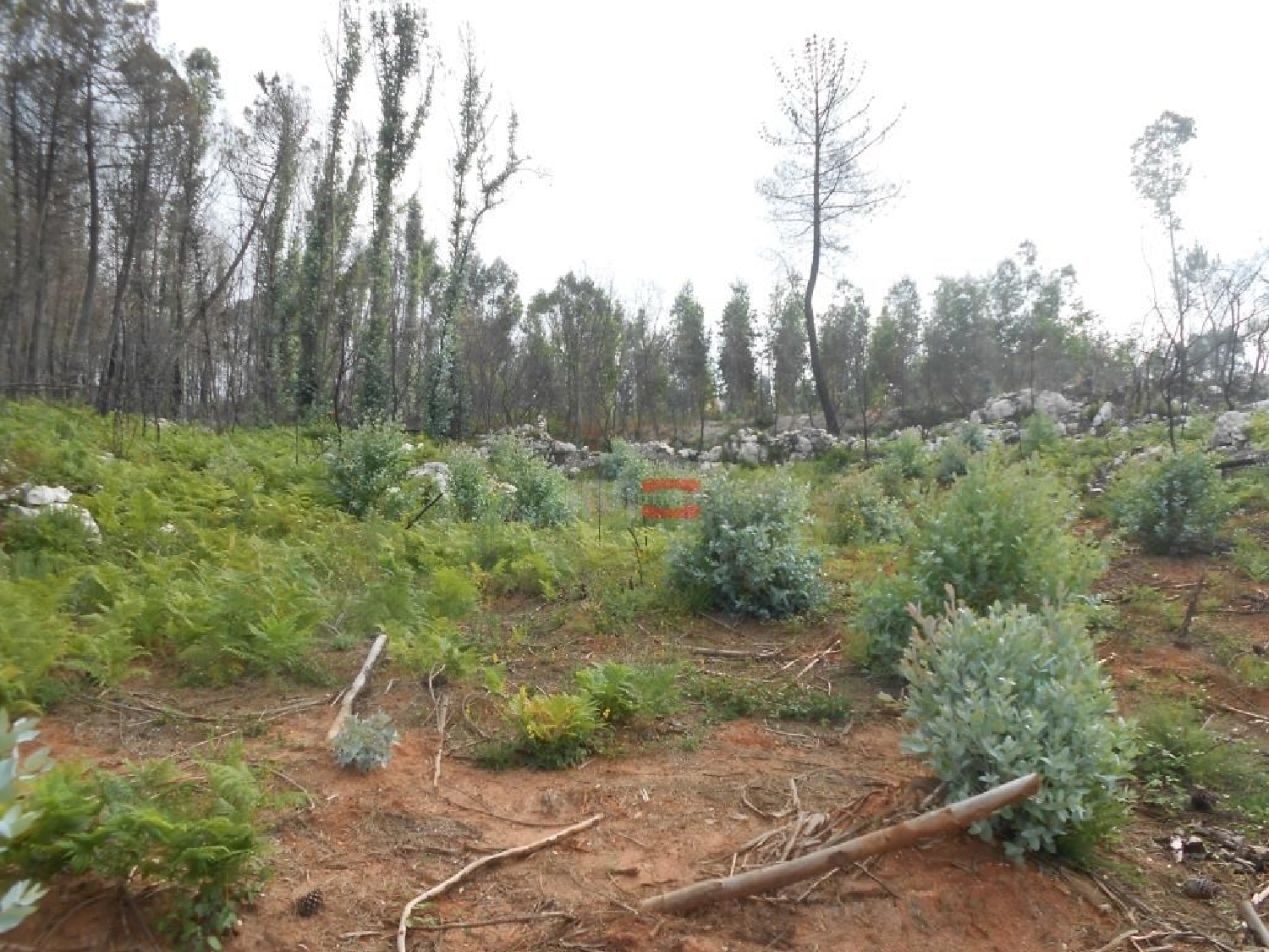 for sale terrain Fátima Ourém 2