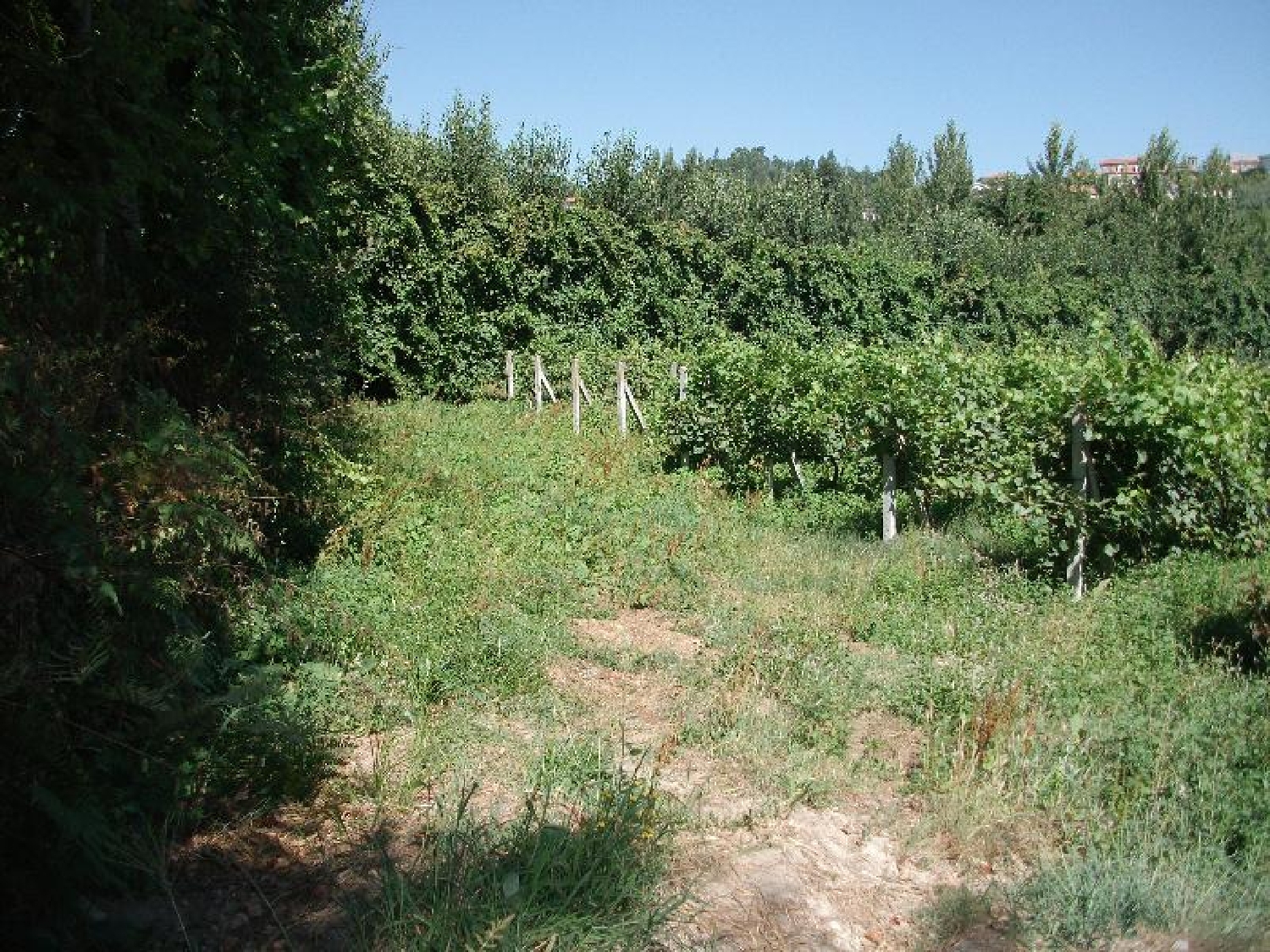 for sale terrain Gominhães Guimarães 2