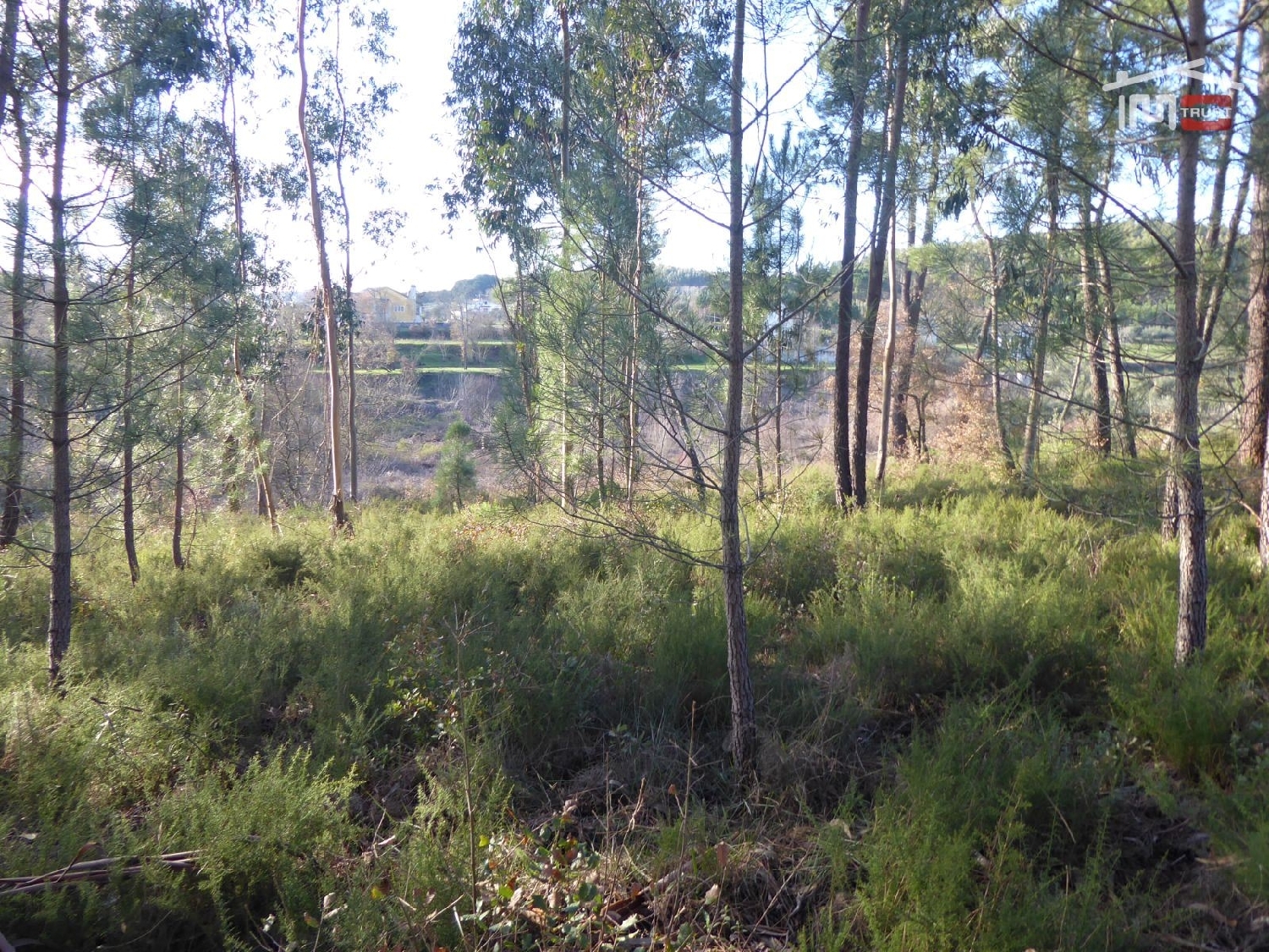  for sale terrain Gondemaria Ourém 1