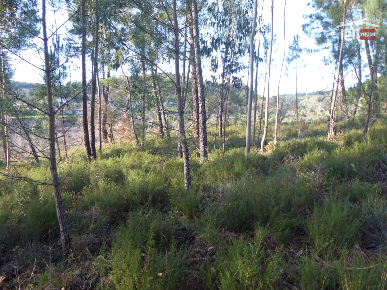 for sale terrain Gondemaria Ourém 2