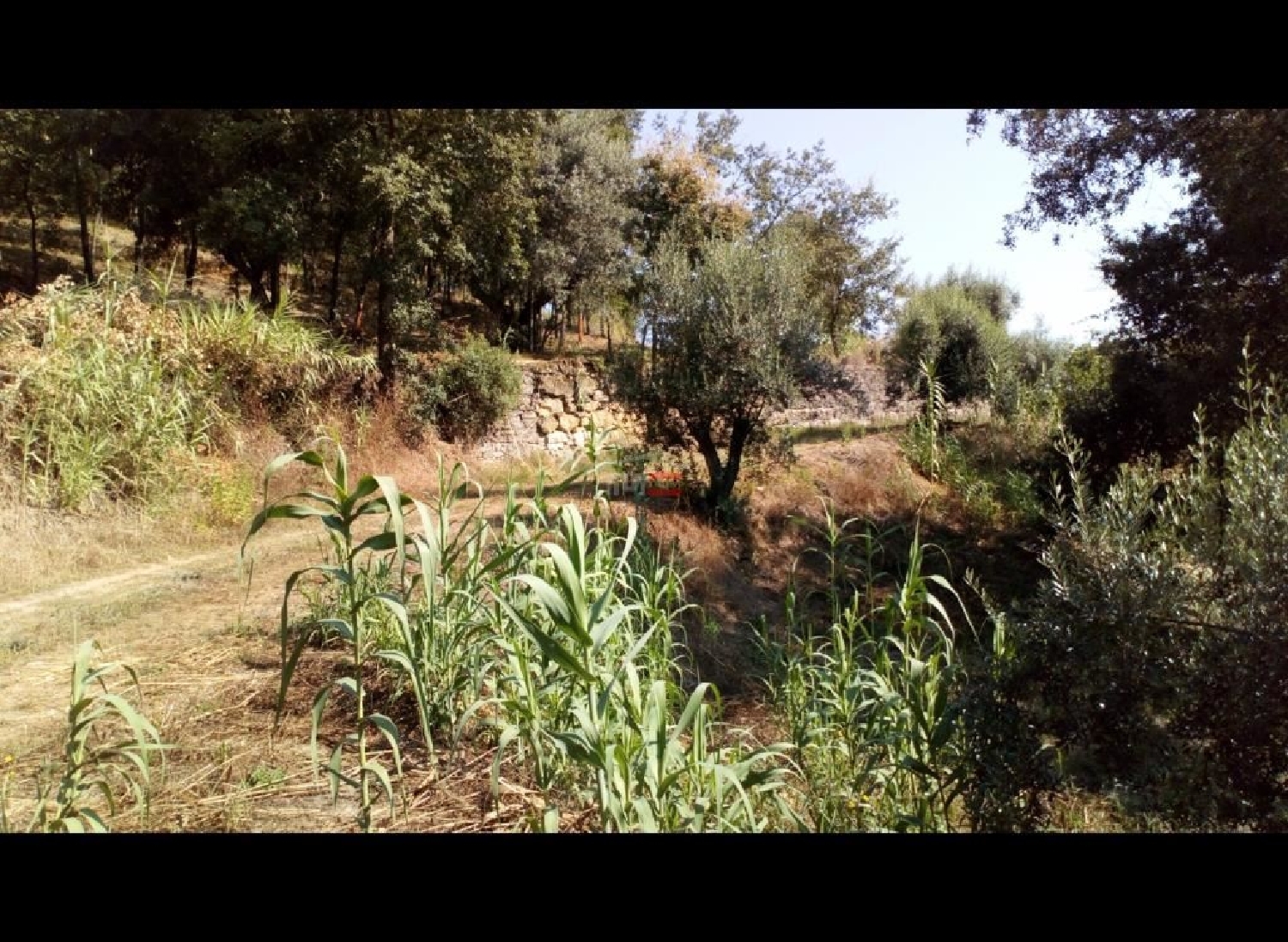  for sale terrain Gondemaria Ourém 2