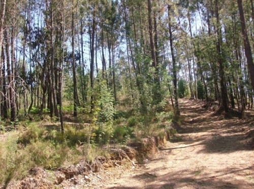 Graça Pedrógão Grande terrein foto 327225