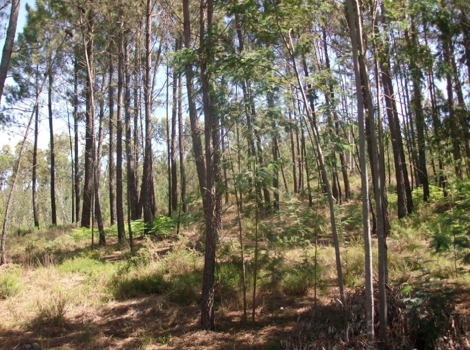 te koop terrein Graça Pedrógão Grande 3