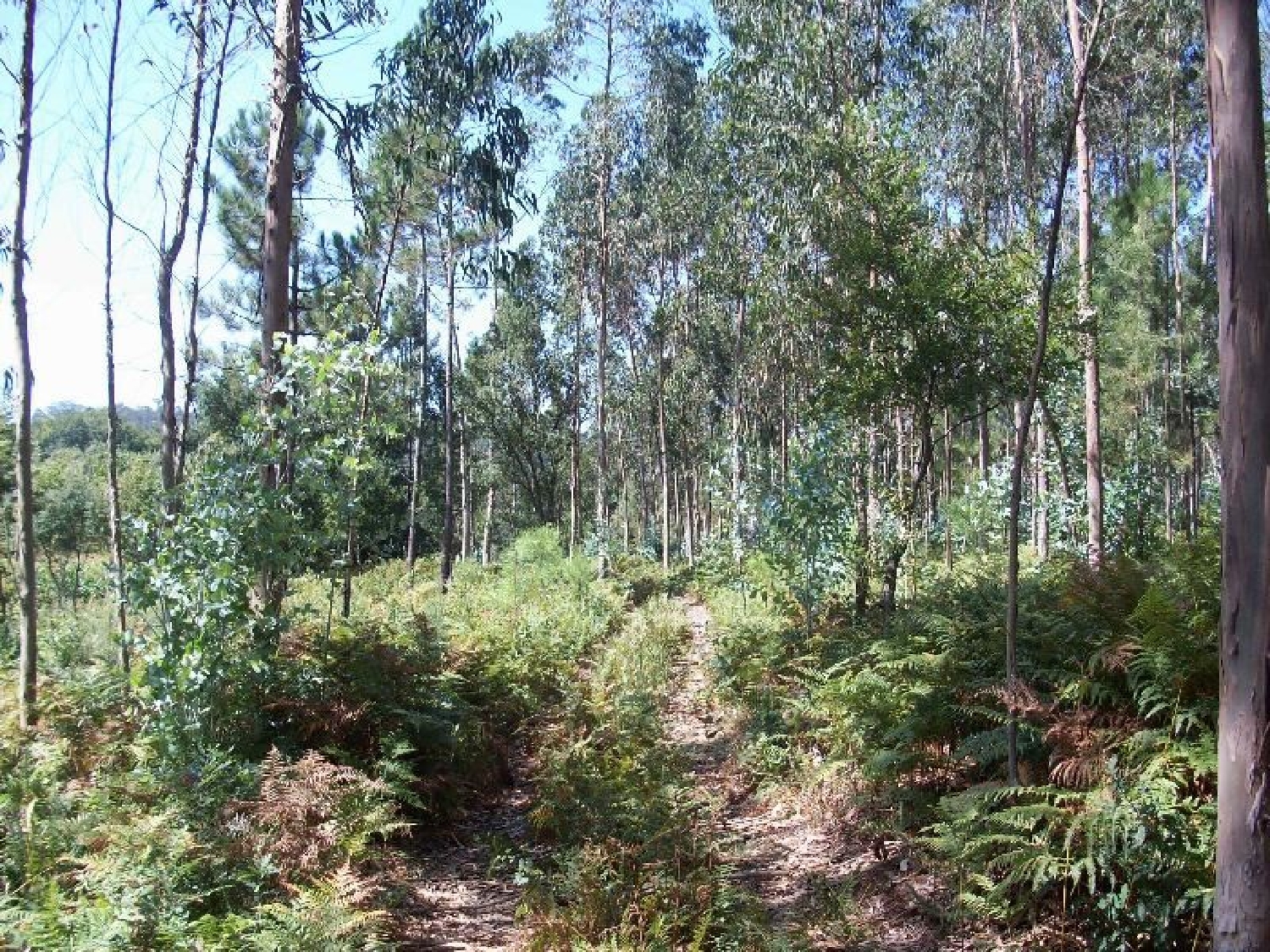 à venda terreno Junqueira Vila Do Conde 1