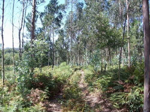 Junqueira Vila Do Conde terreno foto 320923