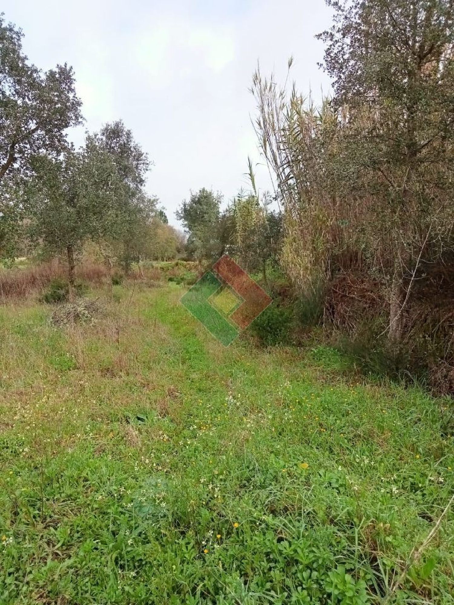  for sale terrain Longomel Ponte De Sor 1