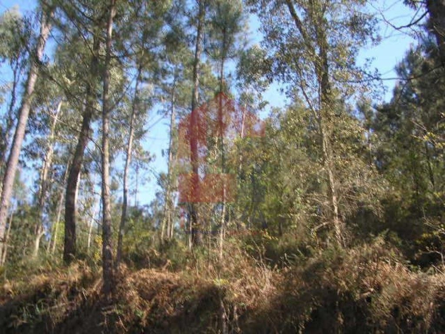 for sale terrain Marrancos Vila Verde 3