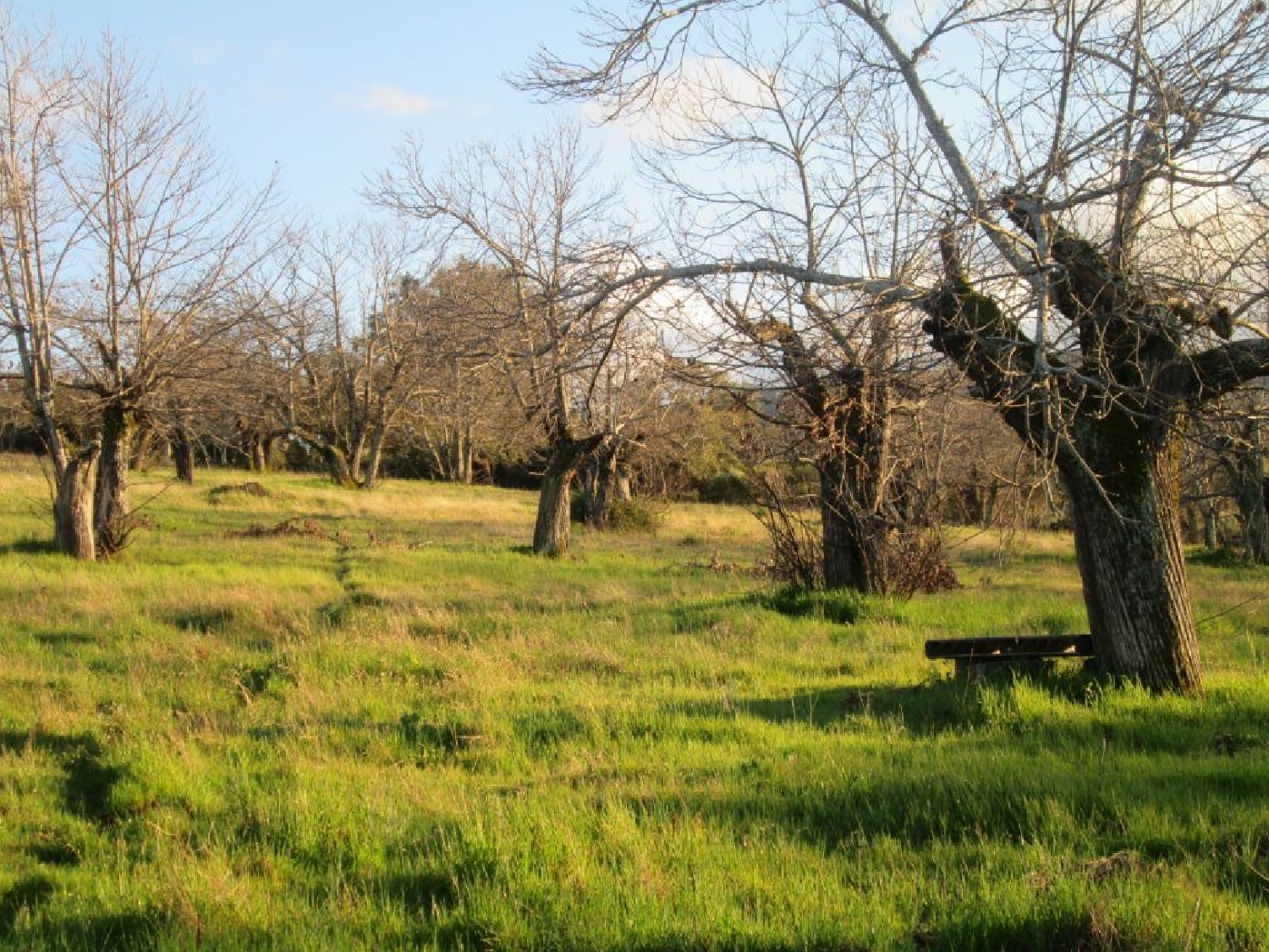  à vendre terrain Marvão Marvão 1