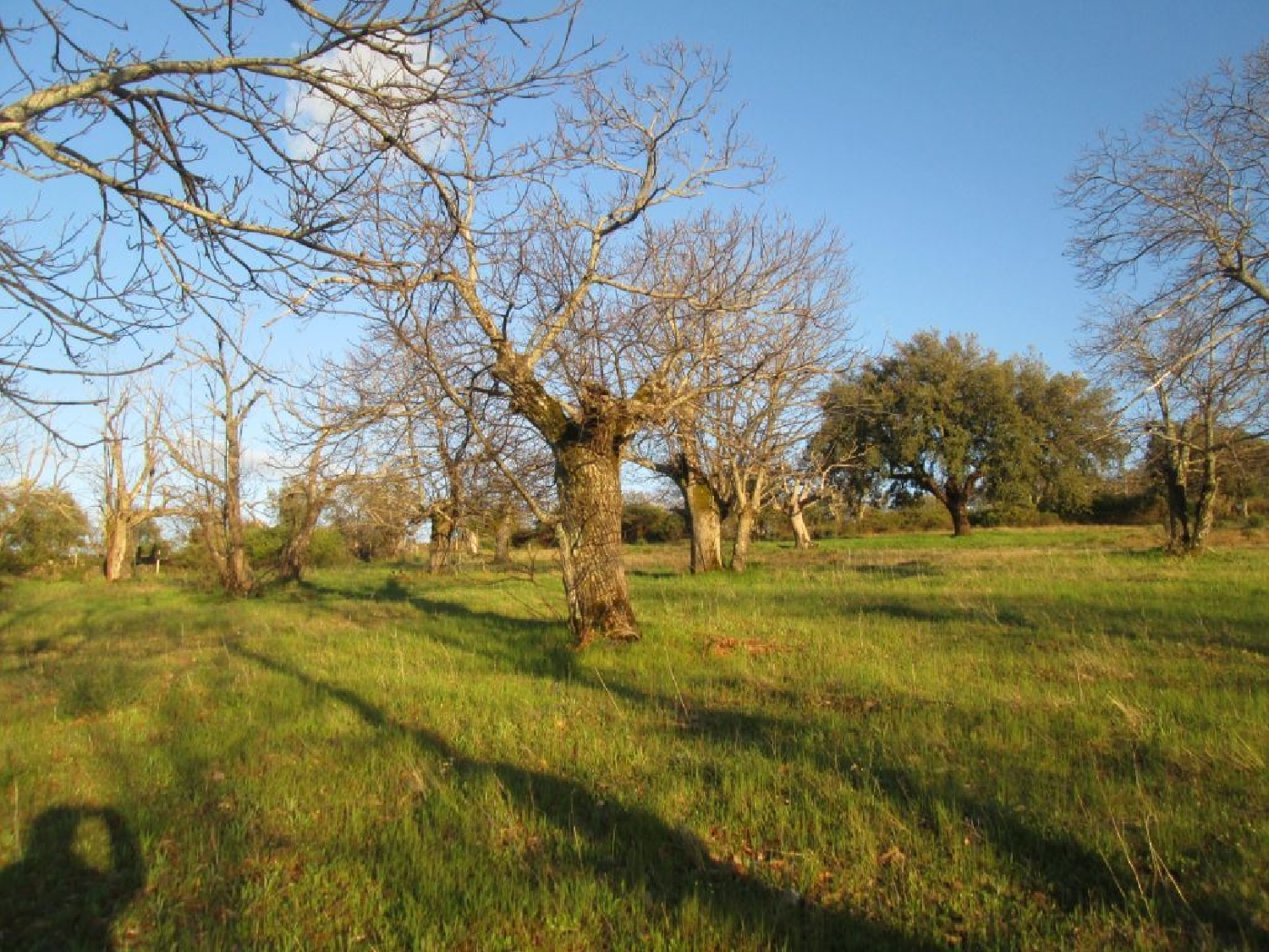  à vendre terrain Marvão Marvão 3