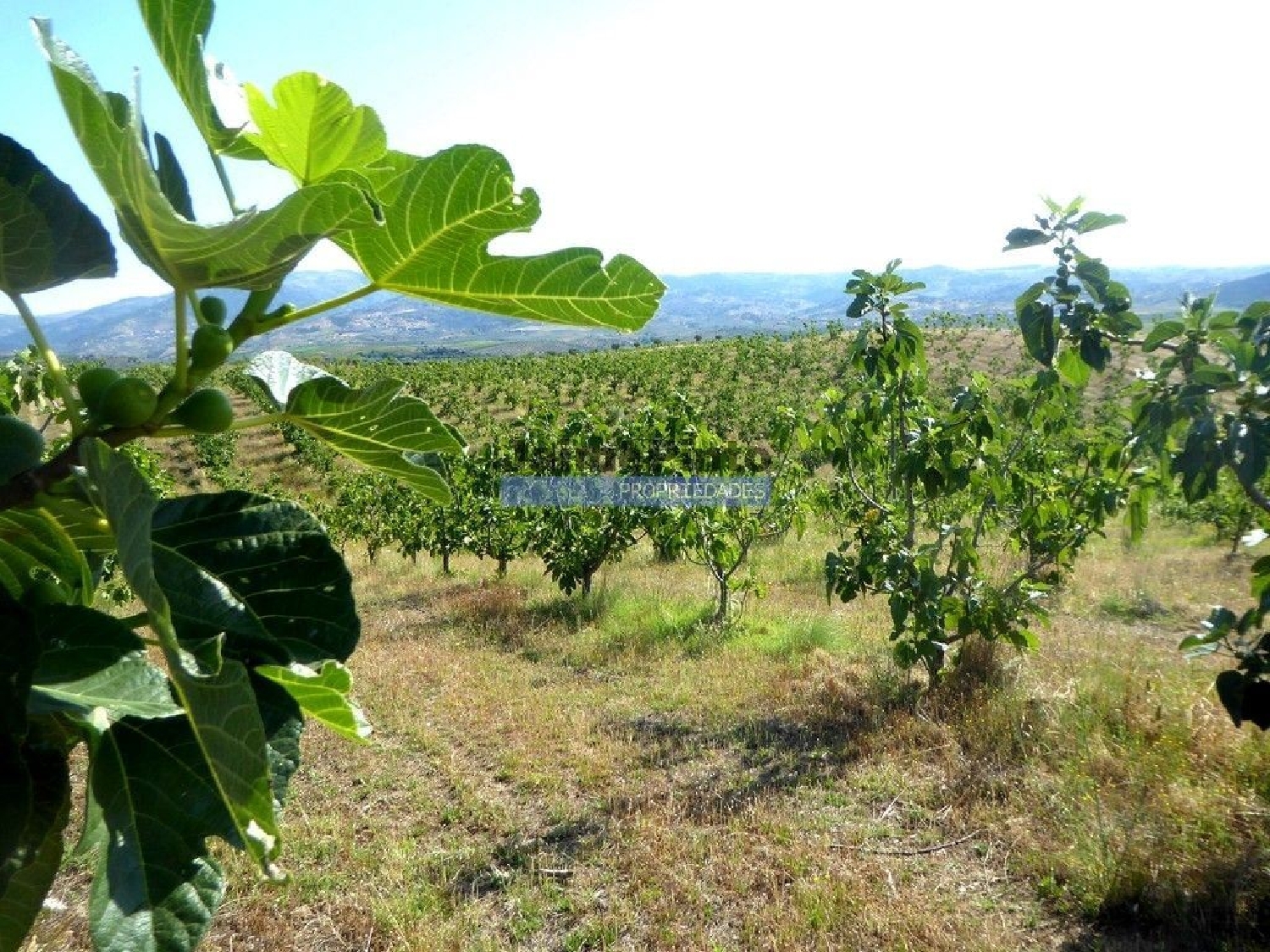  à venda terreno Mirandela Mirandela 3