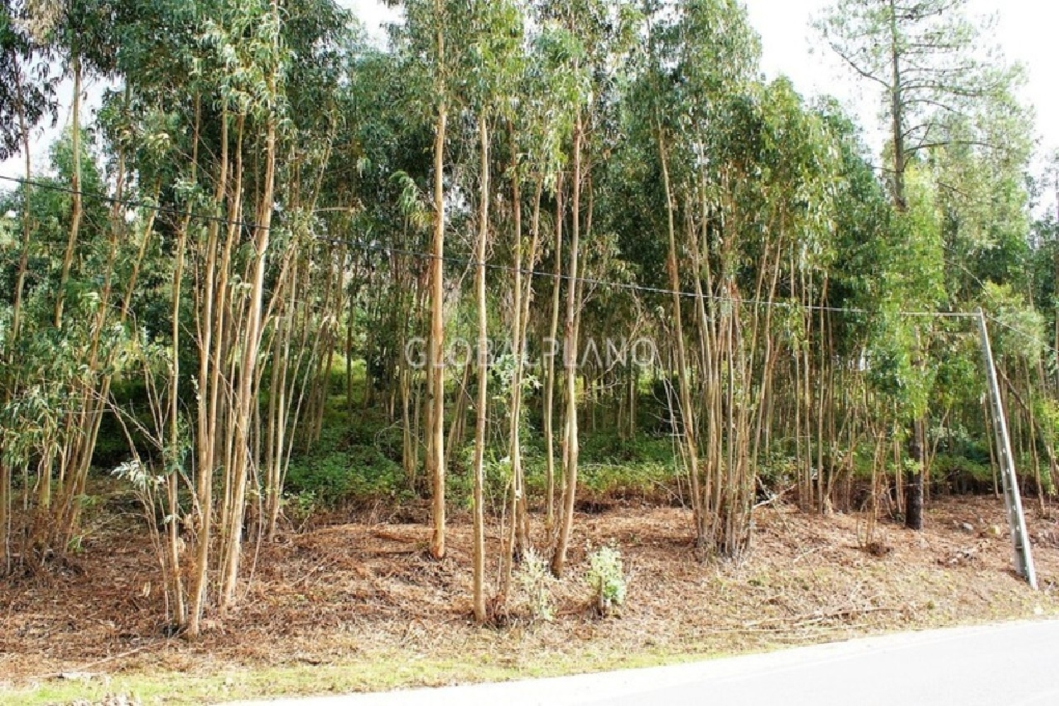  te koop terrein Monchique Santiago Do Cacém 2
