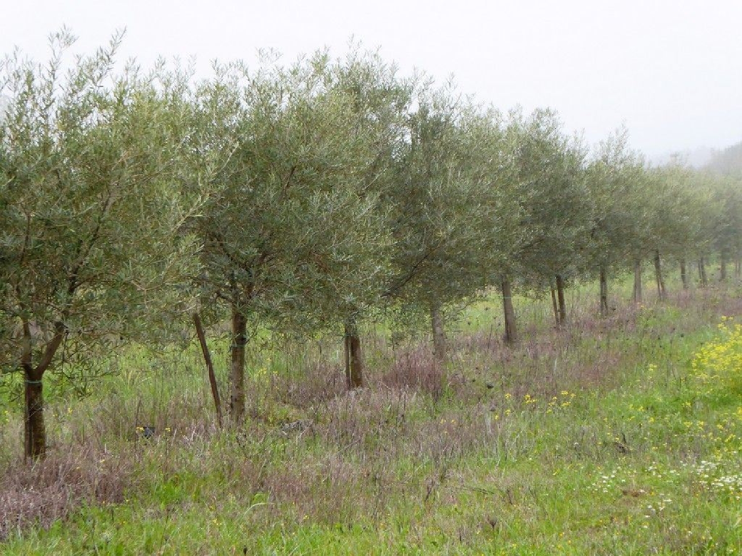 à vendre terrain Monsaraz Reguengos De Monsaraz 2