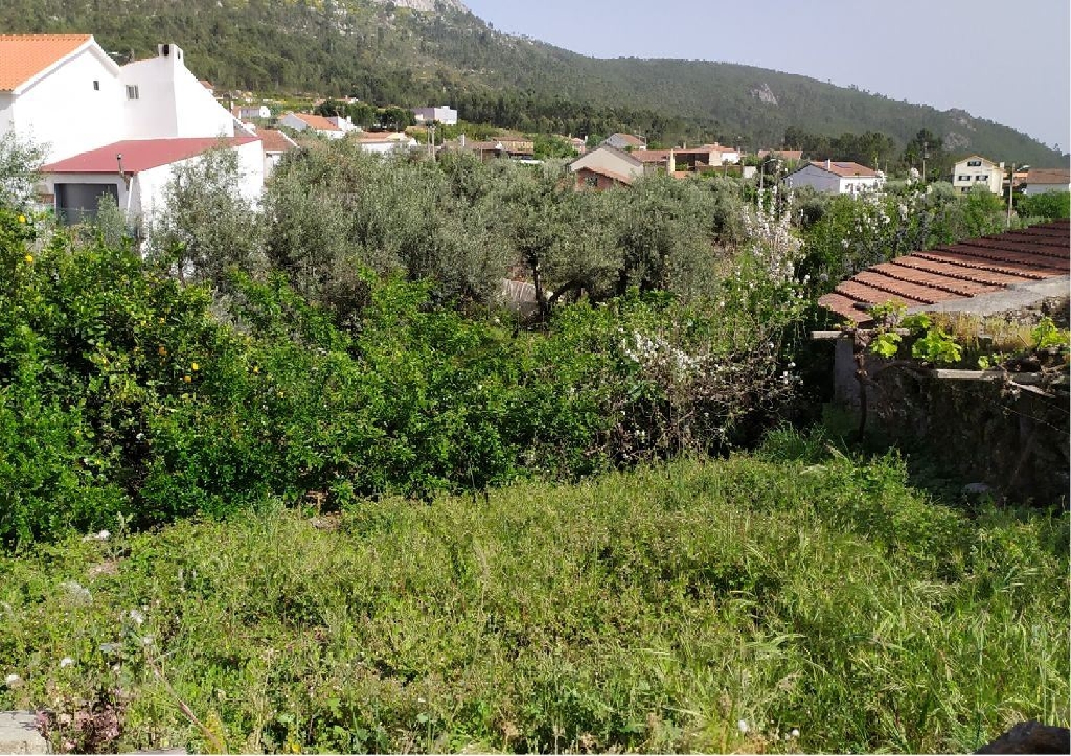 kaufen Grundstück Montes da Senhora Proença-A-Nova 3