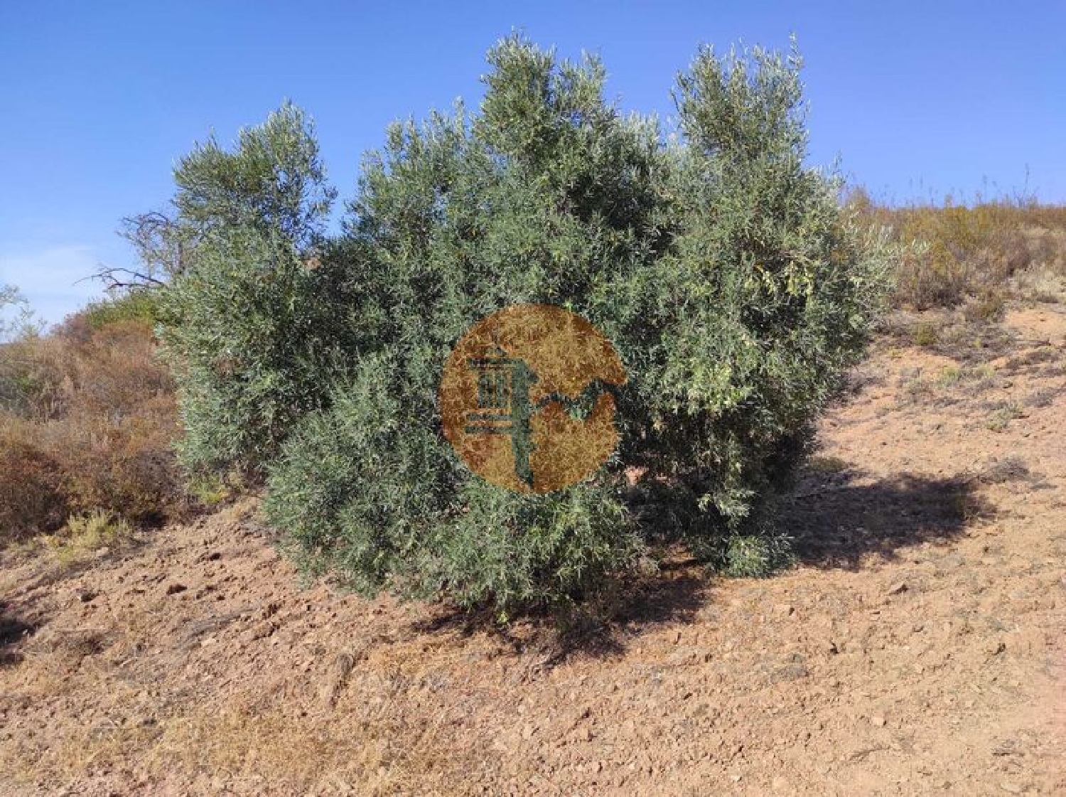  en venta terreno Odeleite Castro Marim 3