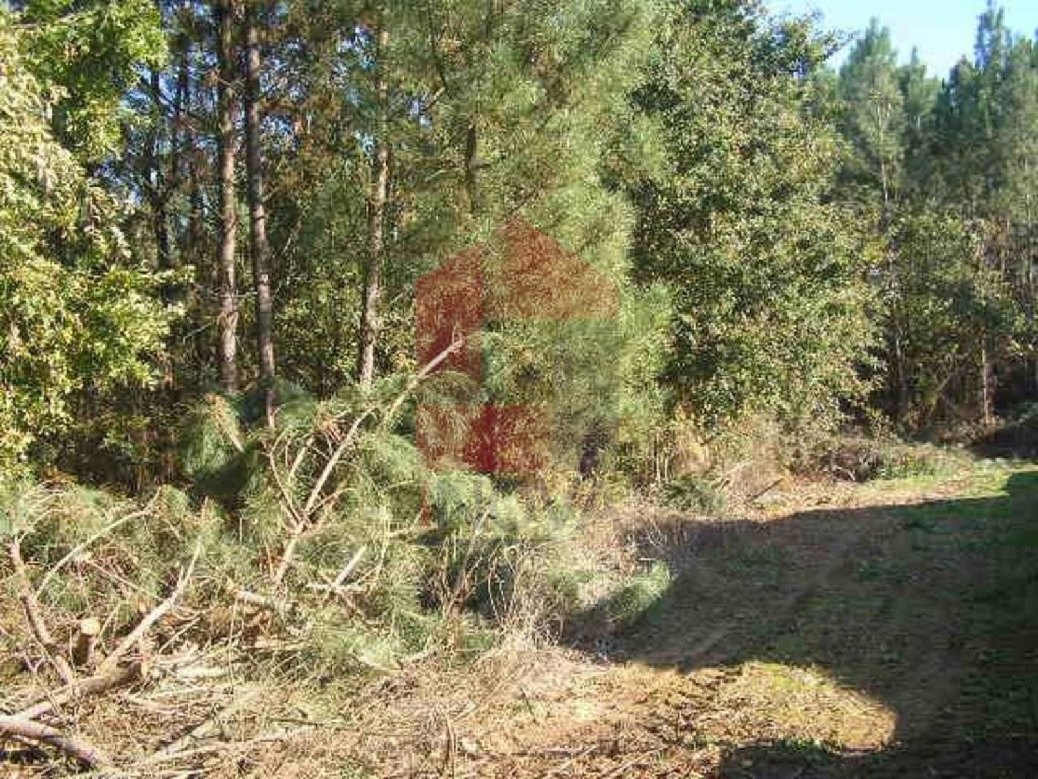 te koop terrein Oleiros Santarém 2