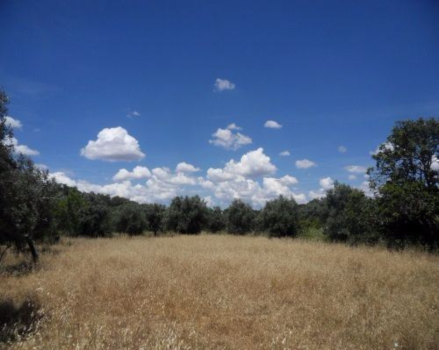  for sale terrain Ourique Ourique 1