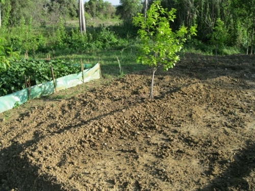 Paialvo Tomar terreno foto 328469