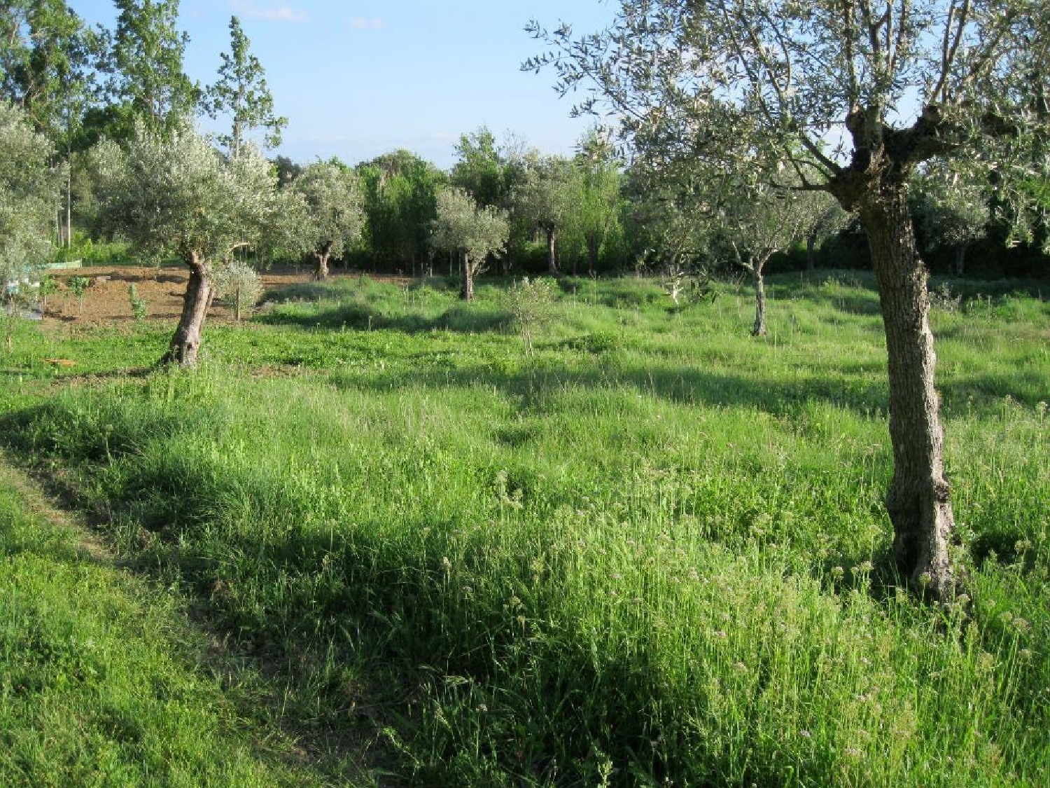 à venda terreno Paialvo Tomar 3