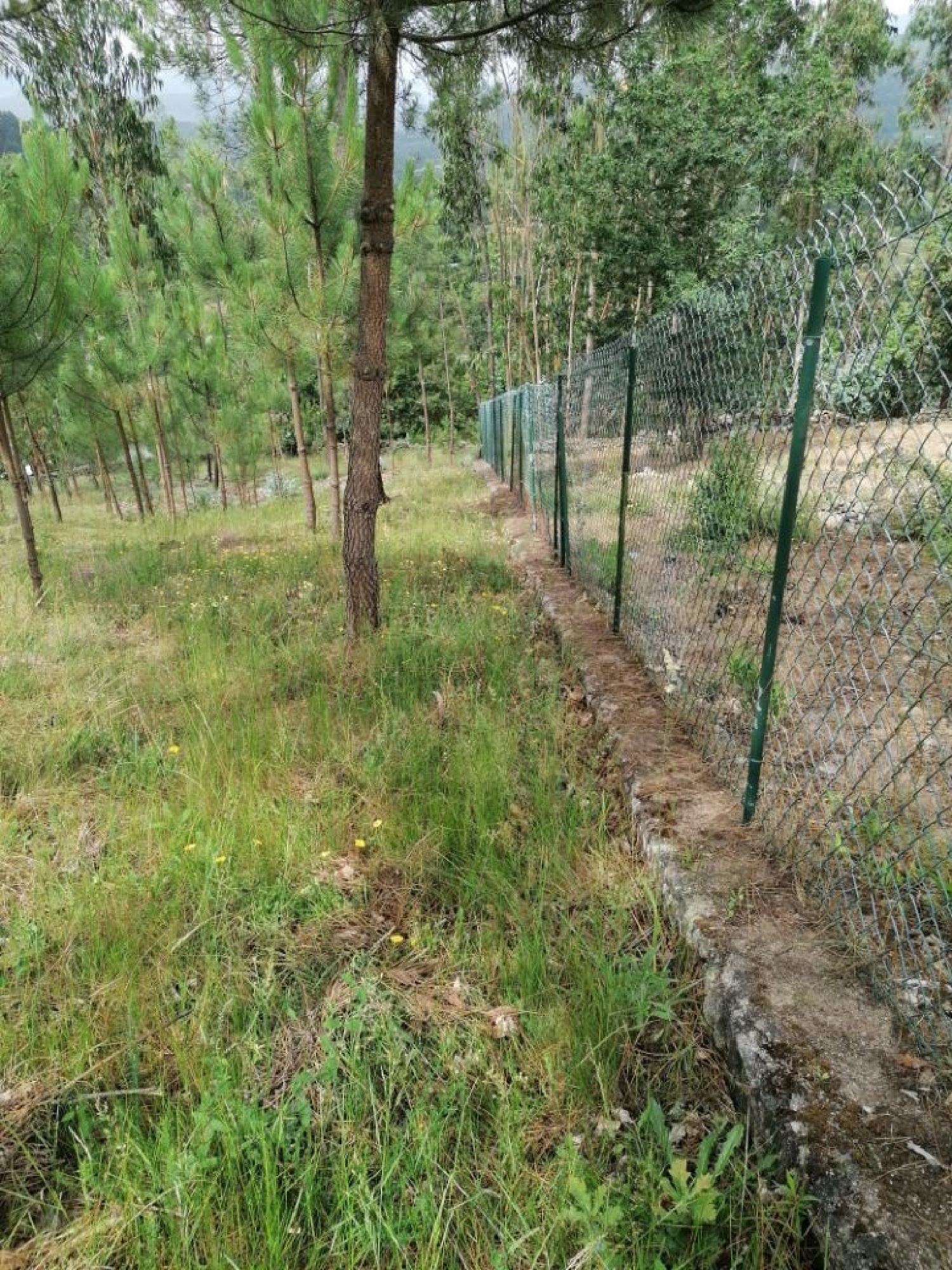  te koop terrein Paredes de Coura Paredes De Coura 3