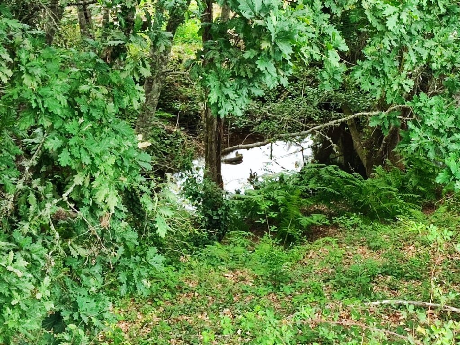 à venda terreno Pedrógão Grande Pedrógão Grande 2