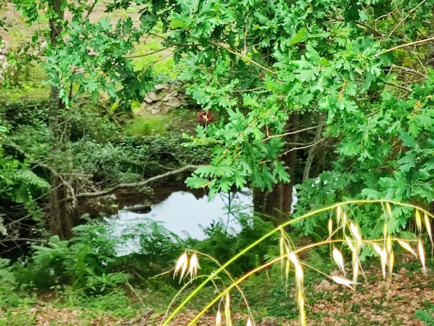 à venda terreno Pedrógão Grande Pedrógão Grande 3