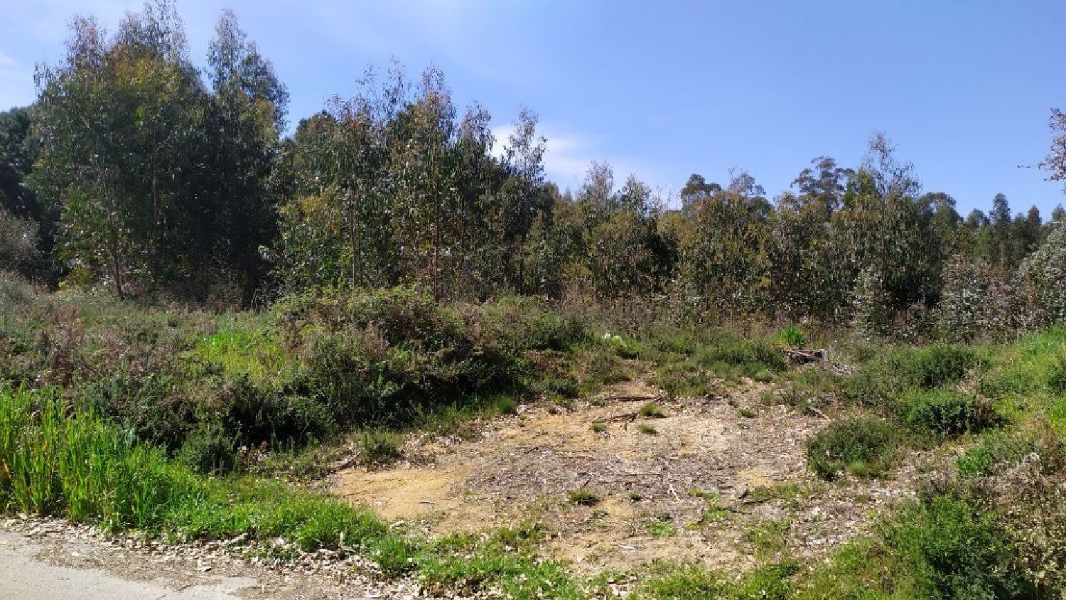  te koop terrein Pedrógão Pequeno Sertã 1