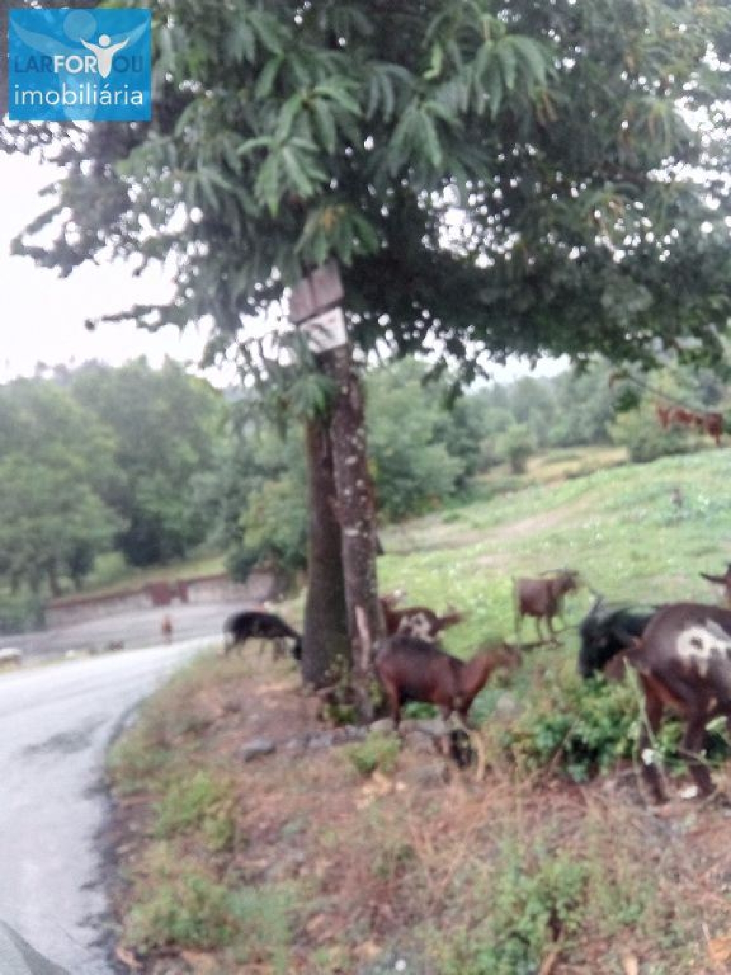  te koop terrein Póvoa de Lanhoso Póvoa De Lanhoso 1