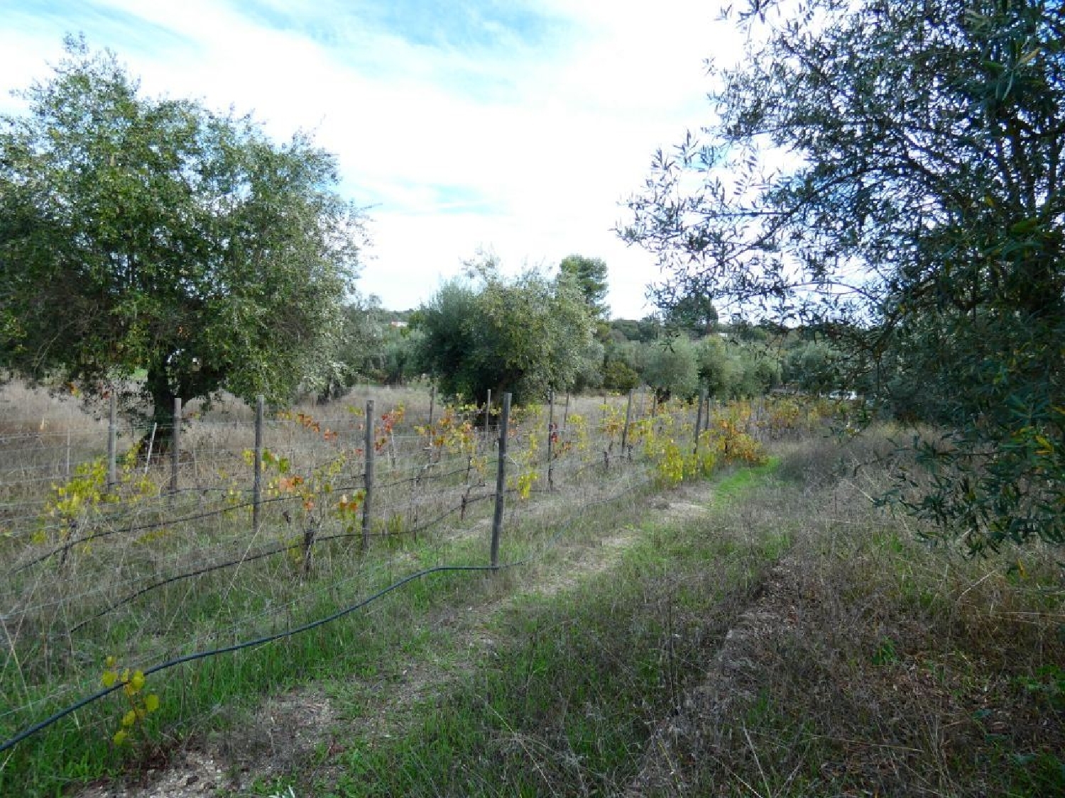  te koop terrein Póvoa e Meadas Castelo De Vide 1