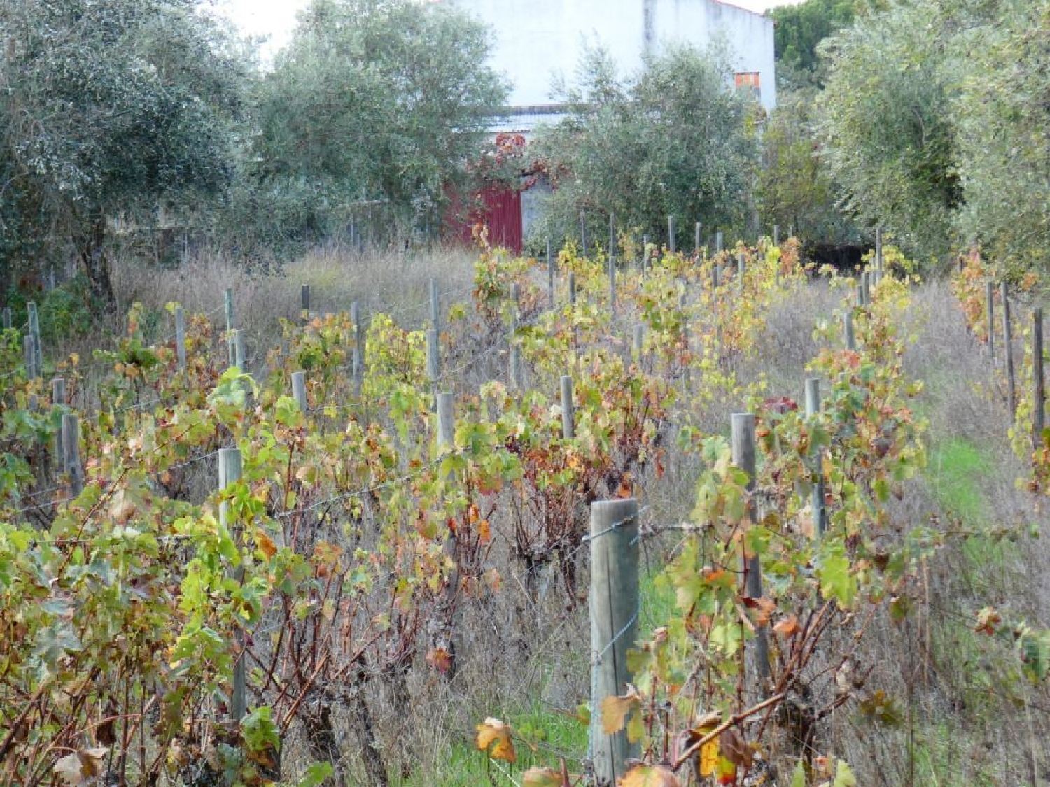 te koop terrein Póvoa e Meadas Castelo De Vide 2